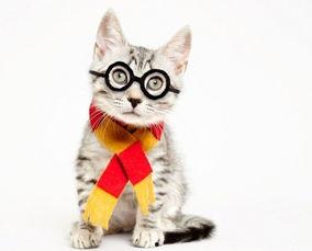 戴帽子的猫,揭秘神秘喵星人的奇幻之旅