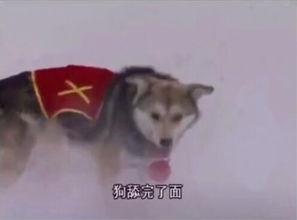 召集狗,探寻忠诚与勇气的传奇故事