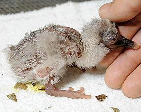 独家新闻的雏鸟,雏鸟成长背后的神奇历程